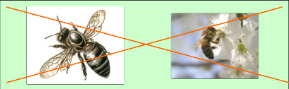 Рис.2. Изображение пчелы нецелесообразно из-за возможных негативных ассоциаций.