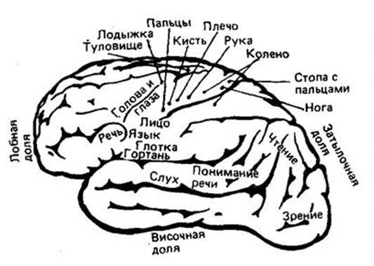 Схема 1. Участки головного мозга человека, ответственные за движения (Скриншот из книги Н.А. Бернштейна "Ловкость и её развитие").